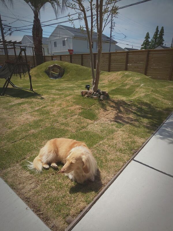 ペットと暮らす家